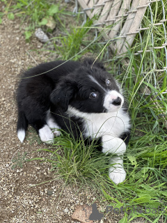 Photo №2 de l'annonce № 40111 de la vente border collie - acheter à USA annonce privée