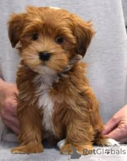 Photo №1. bichon havanais - à vendre en ville de Berlin | négocié | Annonce №136802