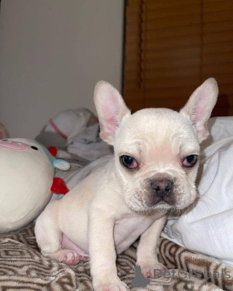 Photo №3. Tous les chiots sont encore disponibles. Vétérinaire vérifié ouvert pour la. USA