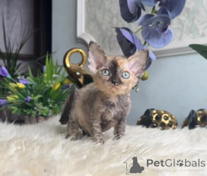 Photo №1. devon rex - à vendre en ville de Bönnigheim | 350€ | Annonce № 178153