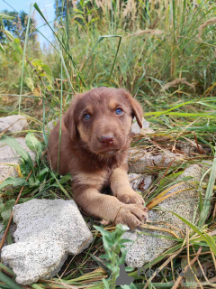 Photo №2 de l'annonce № 174486 de la vente chien bâtard - acheter à Biélorussie annonce privée