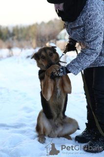 Photo №2 de l'annonce № 8315 de la vente chien bâtard - acheter à Fédération de Russie de l'abri