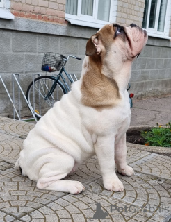 Photo №4. Je vais vendre bulldog anglais en ville de Sumy. éleveur - prix - 1000€