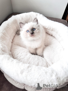 Photo №2 de l'annonce № 169403 de la vente ragdoll - acheter à Allemagne éleveur