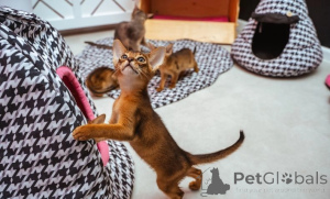 Photo №3. Chatons abyssins espiègles. Irlande
