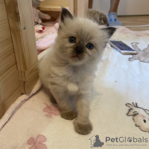 Photo №4. Je vais vendre ragdoll en ville de Munich.  - prix - 241€