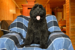 Photo №2 de l'annonce № 6313 de la vente terrier noir russe - acheter à Fédération de Russie annonce privée