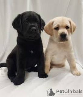 Photo №1. labrador retriever - à vendre en ville de Helsinki | 900€ | Annonce №169375