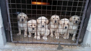 Photo №2 de l'annonce № 150725 de la vente labrador retriever - acheter à Serbie 