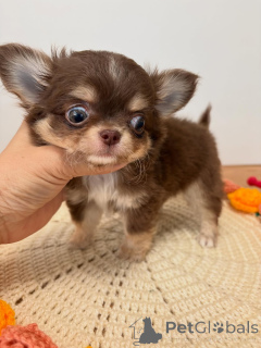 Photo №2 de l'annonce № 176131 de la vente chihuahua - acheter à Grèce éleveur