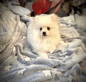 Photo №3. Fille de spitz poméranienne. Biélorussie
