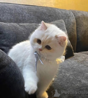 Photo №2 de l'annonce № 161689 de la vente  - acheter à Canada 