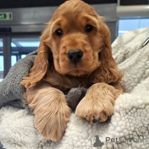 Photo №1. cocker spaniel anglais - à vendre en ville de Baden-Baden | négocié | Annonce №160713