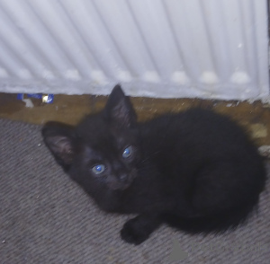 Photo №4. Je vais vendre british shorthair en ville de Stevenage.  - prix - négocié