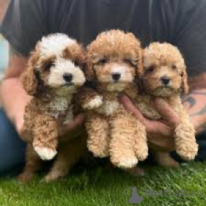 Photo №2 de l'annonce № 160906 de la vente kavapoun - acheter à Belgique annonce privée, éleveur