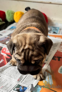Photo №3. Upeita terveitä anglaisbulldogin pentuja. La finlande