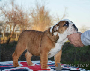 Photo №3. Bulldog anglais. Serbie