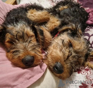 Photo №1. airedale terrier - à vendre en ville de Düsseldorf | 490€ | Annonce №123136