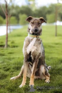 Photo №1. chien bâtard - à vendre en ville de Москва | Gratuit | Annonce №106926