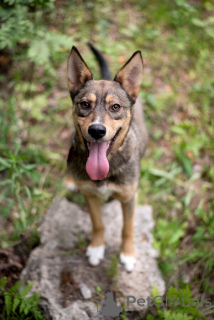 Photo №3. Flash Young Chocolate Hurricane recherche une famille.. Fédération de Russie