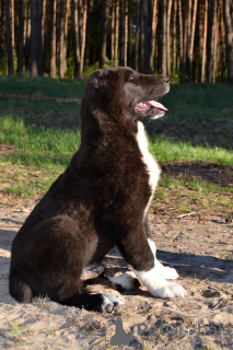 Photos supplémentaires: Chiot du chien de berger d'Asie centrale / CAO / Alabai