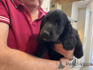 Photo №3. Cocker Spaniel-Welpen, Schwarz. Allemagne