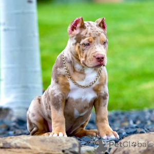 Photo №1. american bully - à vendre en ville de Munich | 1499€ | Annonce №147445