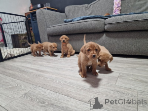 Photo №1. labrador retriever - à vendre en ville de Dragsvik | négocié | Annonce №166033