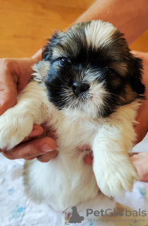 Photo №2 de l'annonce № 67190 de la vente shih tzu - acheter à Ukraine 