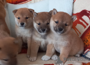 Photo №1. shiba - à vendre en ville de Эребру | Gratuit | Annonce №89570