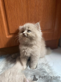 Photo №2 de l'annonce № 109747 de la vente british shorthair - acheter à Allemagne annonce privée, éleveur