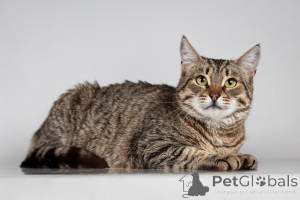 Photo №2 de l'annonce № 166044 de la vente  - acheter à Fédération de Russie de l'abri