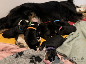 Photo №2 de l'annonce № 131462 de la vente bouvier bernois - acheter à Belgique annonce privée, éleveur