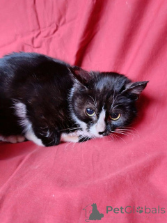Photo №3. Deux petits chatons, un garçon et une fille, cherchent un foyer. Fédération de Russie