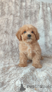 Photo №1. maltipu - à vendre en ville de Helsinki | Gratuit | Annonce №160296