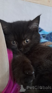 Photo №3. Vente. La Lettonie