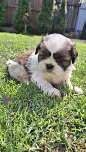 Photo №2 de l'annonce № 139536 de la vente lhassa apso, pékinois, shih tzu - acheter à Lituanie annonce privée, de la fourrière, éleveur