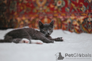 Photos supplémentaires: Le chaton fumé Funtik cherche un foyer !