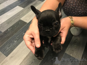 Photo №3. Chiots bouledogue français contrôlés vétérinairement à vendre dans des foyers. Allemagne