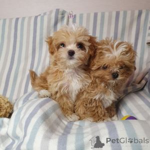 Photo №3. Caniches jouets à adopter. Allemagne