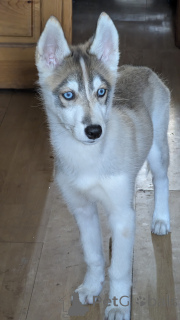 Photo №1. husky de sibérie - à vendre en ville de Bichkek | négocié | Annonce №141398