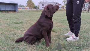 Photos supplémentaires: Labrador prêt à s'accoupler