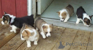 Photo №1. welsh corgi - à vendre en ville de Copenvague | négocié | Annonce №157970