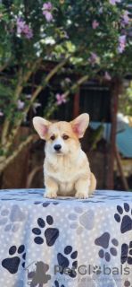 Photo №4. Je vais vendre welsh corgi en ville de Bačka Topola. éleveur - prix - négocié