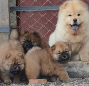 Photo №2 de l'annonce № 175475 de la vente chow-chow - acheter à Allemagne annonce privée
