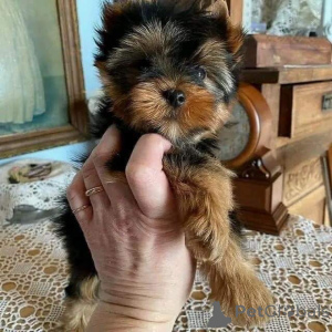 Photo №2 de l'annonce № 158729 de la vente yorkshire terrier - acheter à Allemagne annonce privée
