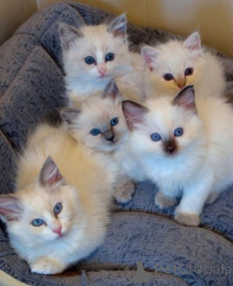 Photo №1. ragdoll - à vendre en ville de Londres | Gratuit | Annonce № 140119