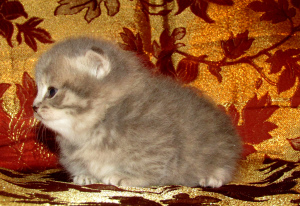 Photo №2 de l'annonce № 4220 de la vente chat de gouttière - acheter à Fédération de Russie de la fourrière