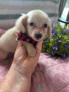 Photo №1. teckel - à vendre en ville de Cracovie | négocié | Annonce №163176