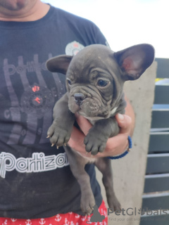 Photo №2 de l'annonce № 19385 de la vente bouledogue - acheter à Fédération de Russie annonce privée